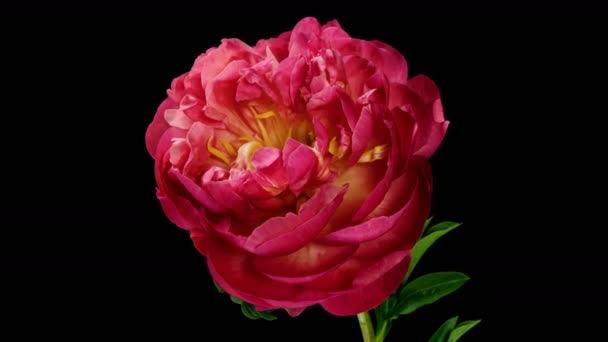 Beautiful pink peony background. Blooming peony flower outdoor, time lapse, closeup. Macro — Stock Video