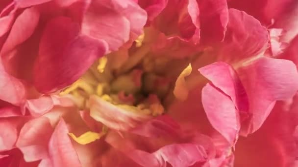 พื้นหลังพีโอนี่สีชมพูที่สวยงาม ดอกไม้ดอกโบตั๋นบาน กลางแจ้ง หมดเวลา ใกล้ชิด แมคโคร — วีดีโอสต็อก
