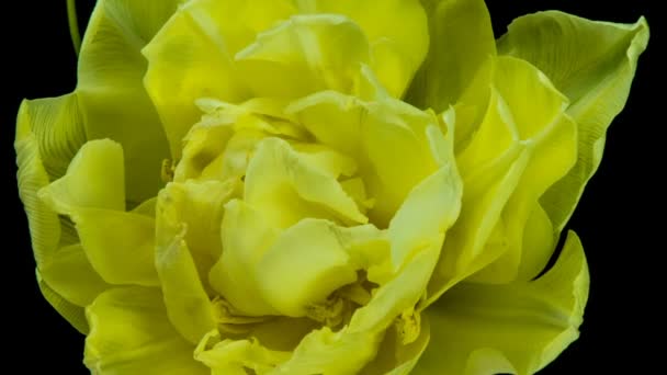 Tulips. Timelapse of bright pink striped colorful tulips flower blooming Time lapse tulip bunch of spring flowers opening, close-up. Holiday bouquet. macro — Stock Video