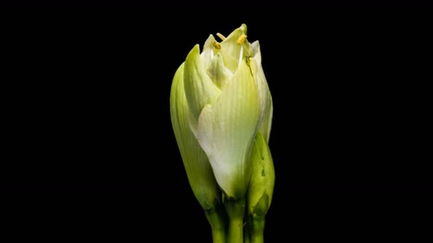 Time-lapse de croissance, ouverture et rotation amaryllis blanc Cervin de Noël fleur 1c2 isolé sur fond noir — Video