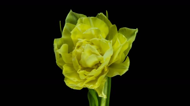 Tulipanes. Timelapse of bright pink striped colorful tulipanes flower blooming Ramo de tulipanes time lapse de flores primaverales que se abren, de cerca. Ramo de vacaciones. macro — Vídeos de Stock