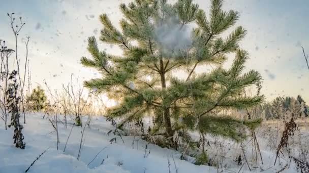 Snöfall med hyperTime förfaller från en vacker vinter landskap, en ung tall på en bakgrund av en vacker vinter himmel — Stockvideo