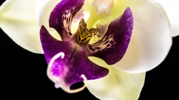 Tiempo-lapso de apertura de la orquídea 4K sobre fondo negro, macro — Vídeo de stock