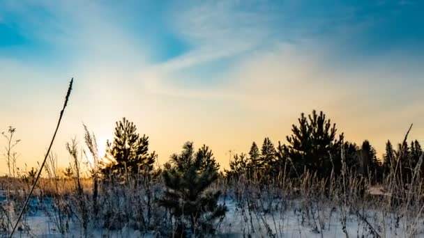 Time lapse di un bellissimo paesaggio invernale, un giovane pino su uno sfondo di un bellissimo cielo invernale — Video Stock