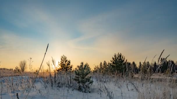 El lapso de tiempo de un hermoso paisaje de invierno, un pino joven sobre un fondo de un hermoso cielo de invierno — Vídeo de stock