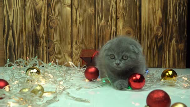 Schotse vouw kitten speelt met kerst decoraties — Stockvideo