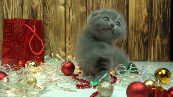 Шотландский складной котенок играет с рождественскими украшениями — стоковое видео