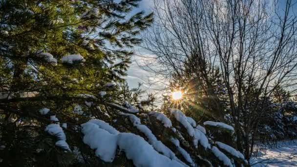 Neve cai no inverno na floresta, noite de Natal com neve caindo. No parque de Natal, a neve está a cair. bela paisagem de inverno. Floresta de Inverno. Hiperlapso — Vídeo de Stock