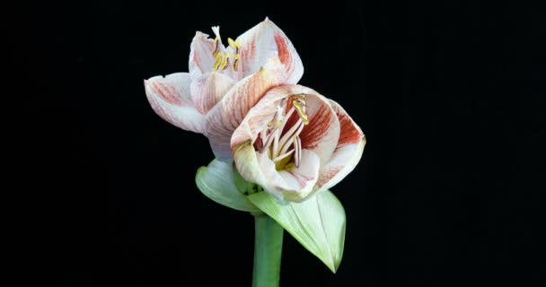 Time-lapse de croissance, ouverture et rotation amaryllis blanc Cervin de Noël fleur 1c2 isolé sur fond noir 