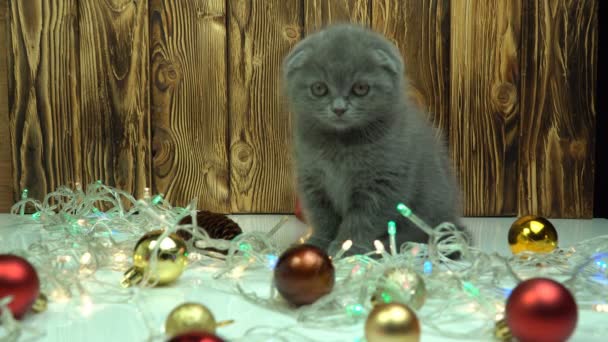 Scottish fold γατάκι παίζει με χριστουγεννιάτικα στολίδια — Αρχείο Βίντεο