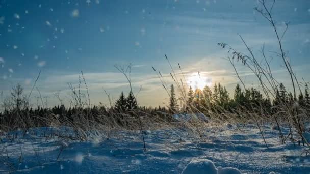 冬天的降雪在森林里,圣诞节的夜晚下着雪. 在圣诞节的公园里，下着雪。 美丽的冬季风景。 冬季森林。 脱垂 — 图库视频影像