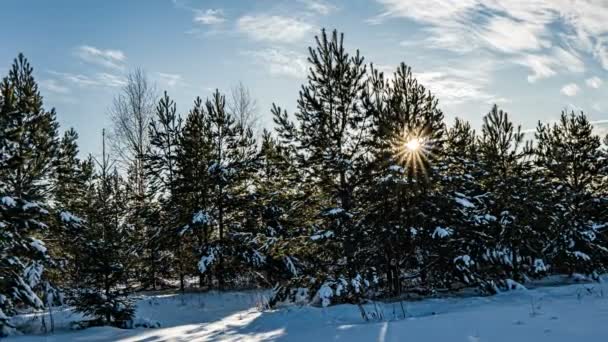Snefald om vinteren i skov, juleaften med faldende sne. I juleparken falder sneen ned. smukke vinterlandskab. vinterskov. Hyperlaps – Stock-video
