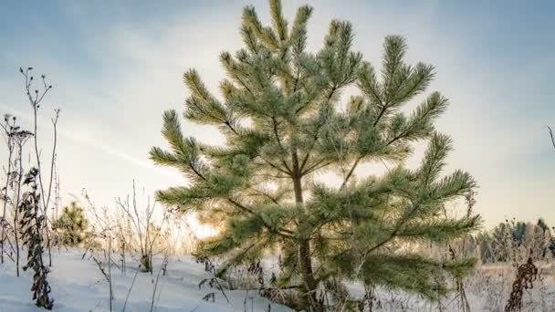 Time lapse d'un beau paysage hivernal, un jeune pin sur fond d'un beau ciel hivernal — Video