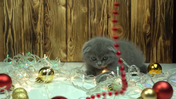 Scottish fold kitten plays with Christmas decorations — Stock Video