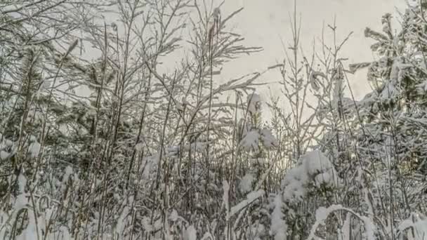 Nevicata con iper time lapse da un bellissimo paesaggio invernale, un giovane pino su uno sfondo di un bellissimo cielo invernale — Video Stock