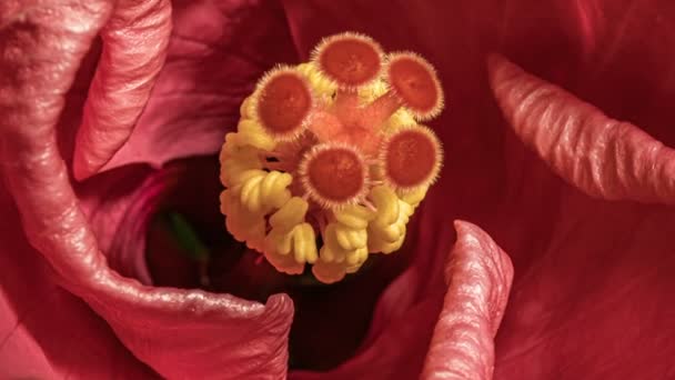 Macro timelapse vídeo de rosa hibisco flor florescendo 4K — Vídeo de Stock