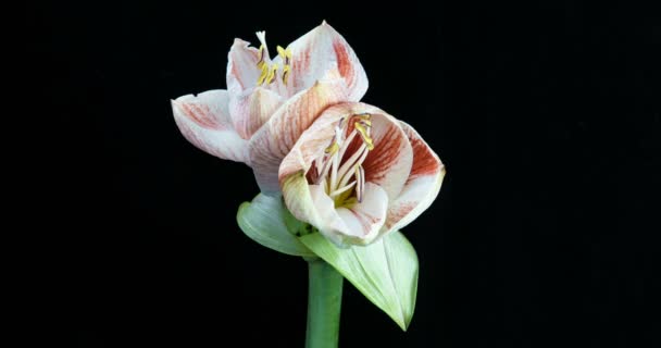 Time-lapse de croissance, ouverture et rotation amaryllis blanc Cervin de Noël fleur 1c2 isolé sur fond noir 