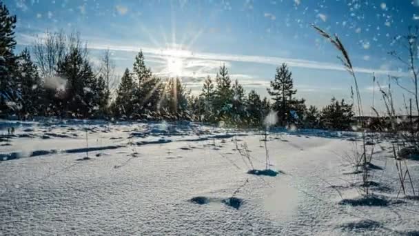 Chute de neige en hiver en forêt, soirée de Noël avec chute de neige. dans le parc de Noël, la neige tombe. beau paysage d'hiver. forêt d'hiver. Hyperlapsus — Video