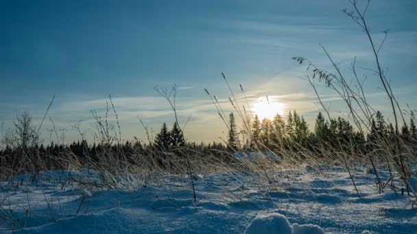 Снег зимой в лесу, рождественский вечер с падающим снегом. В Рождественском парке выпадает снег. красивый зимний пейзаж. зимний лес. Гиперлапс — стоковое видео