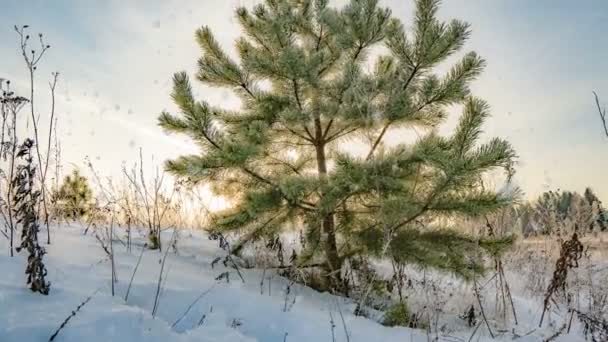 飞雪飘落的时间从美丽的冬季风景中消逝，一棵年轻的松树在美丽的冬季天空的衬托下 — 图库视频影像