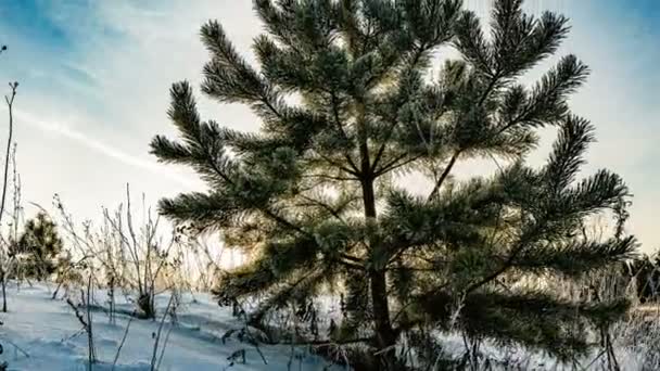 Az idő múlásával egy gyönyörű téli táj, egy fiatal fenyőfa a háttér egy gyönyörű téli ég — Stock videók
