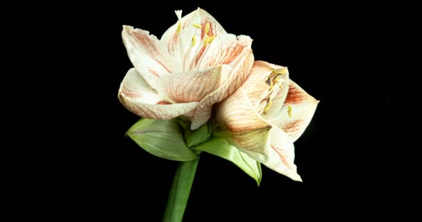 Time-lapse of growing, opening and rotating white amaryllis Matterhorn Christmas flower 1c2 isolated on black background — Stock Video