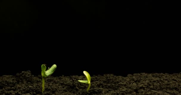 Yeşillik yetiştiren salatalık yetiştirme süresi sona erdi. Zaman dilimi tohumu büyüyor, yakın çekim doğa tarım çekimi. Topraktan sebze filizleniyor. — Stok video