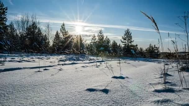 Schneefall im Winter im Wald, Heiligabend mit fallendem Schnee. Im Weihnachtspark fällt Schnee. wunderschöne Winterlandschaft. Winterwald. Hyperlapse — Stockvideo