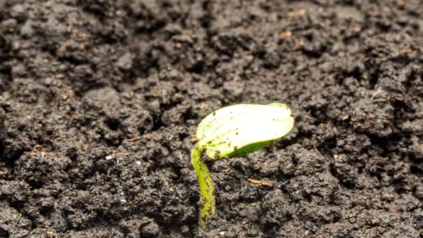 Komkommer spruit spruiten uit de grond, time lapse, macro — Stockvideo