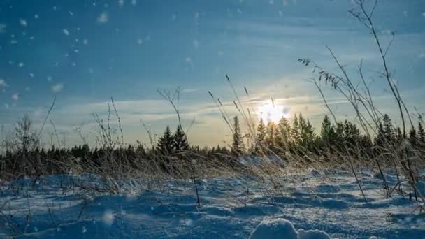 Nevicate in inverno nella foresta, serata di Natale con neve che cade. nel parco di Natale, la neve sta cadendo. bellissimo paesaggio invernale. foresta invernale. Iperlasso — Video Stock