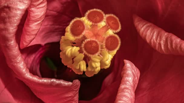 गुलाबी हिबिस्कस फूल का मैक्रो टाइमलेप्स वीडियो फूल फूल 4K — स्टॉक वीडियो