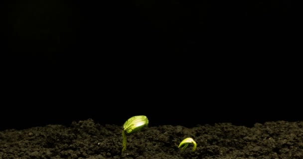 Crecimiento de planta de pepino verde lapso de tiempo. Timelapse siembra, primer plano naturaleza agricultura disparar. Brotan vegetales del suelo. macro — Vídeo de stock