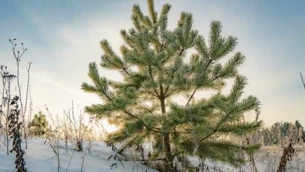 Zeitraffer einer wunderschönen Winterlandschaft, eine junge Kiefer vor dem Hintergrund eines wunderschönen Winterhimmels — Stockvideo