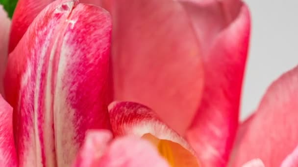 Timelapse van een licht roze dubbele pioen tulp bloem bloeien op witte achtergrond, maccro — Stockvideo