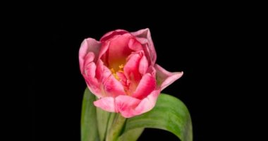 Siyah arka planda açan pembe lale çiçeğinin zamanı..