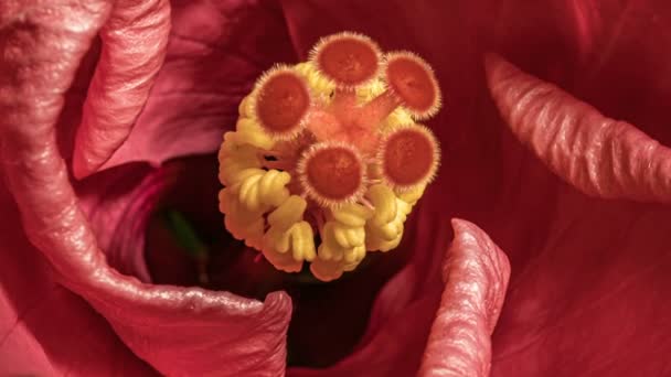 Macro timelapse video of pink hibiscus flower blooming 4K — Stock Video