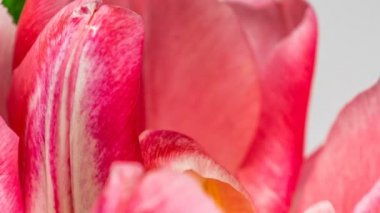 Beyaz arka planda açan açık pembe, duble şakayık lale çiçeğinin zamanlaması, Maccro.