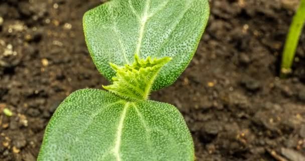 Pěstování zelené okurky čas vypršel. Včasné pěstování semen, Closeup příroda zemědělství střílet. Ze země vyraší zelenina. makro — Stock video