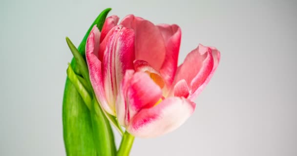 Timelapse de una flor de tulipán de doble peonía rosa claro que florece sobre fondo blanco — Vídeos de Stock