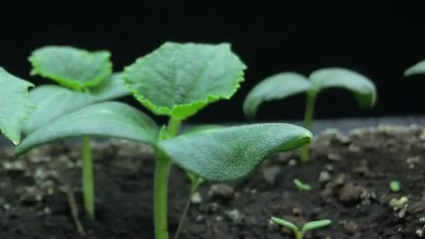 Movimento da câmera passado os brotos jovens crescentes de mudas de pepino, tiro macro, hiper voltas, lapso de tempo — Vídeo de Stock