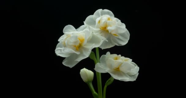 Buquê de flores lindas narcisos em um fundo preto, lapso de tempo, 4k — Vídeo de Stock