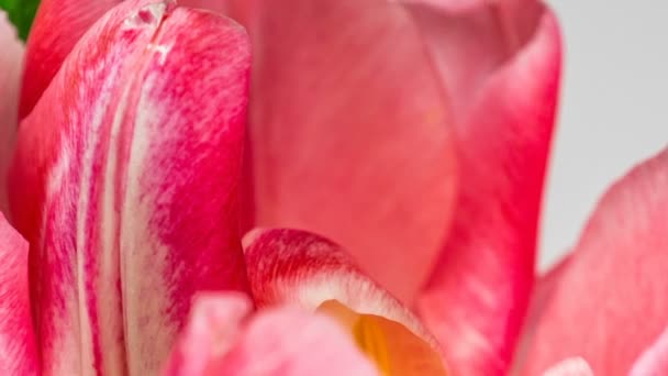 Timelapse di un fiore di tulipano rosa chiaro doppio peonia fioritura su sfondo bianco, maccro — Video Stock