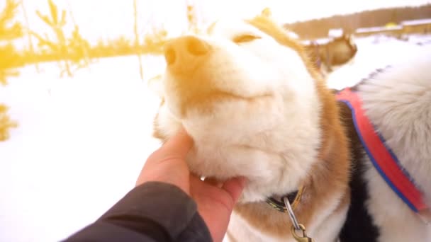 Чоловік погладжує санчата собаки в сонячну погоду, повільний рух — стокове відео