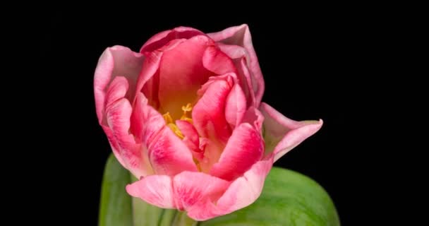 Zeitraffer von rosa Tulpenblume blüht auf schwarzem Hintergrund. — Stockvideo