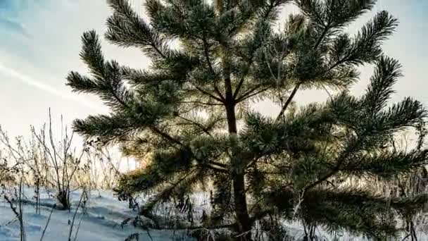 Time lapse di un bellissimo paesaggio invernale, un giovane pino su uno sfondo di un bellissimo cielo invernale — Video Stock