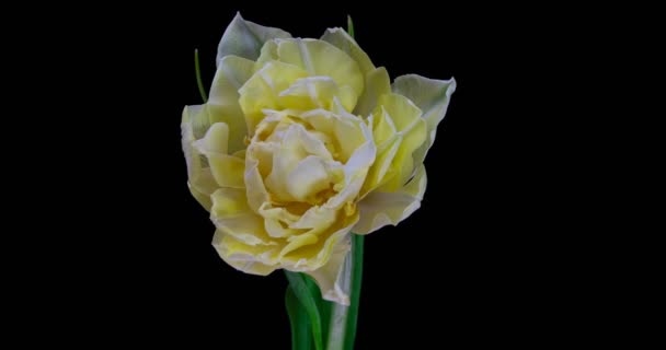 Timelapse van witte tulp bloem bloeien op zwarte achtergrond. — Stockvideo