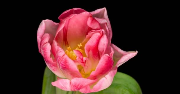 Zeitraffer von rosa Tulpenblume blüht auf schwarzem Hintergrund. — Stockvideo