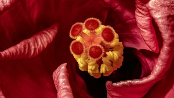 Macro timelapse video de flor de hibisco rosa floreciendo sobre fondo negro. 4K . — Vídeos de Stock