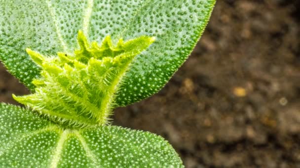 Wachsende grüne Gurkenpflanzen im Zeitraffer. Zeitraffer Saatgutanbau, Nahaufnahme Natur Landwirtschaft schießen. Gemüse sprießt aus der Erde. Makro — Stockvideo