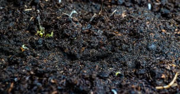 Brote de rábano, macrodisparo, lapso de tiempo — Vídeos de Stock